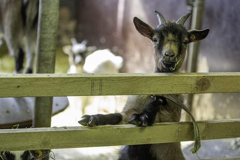 dwarf-goat